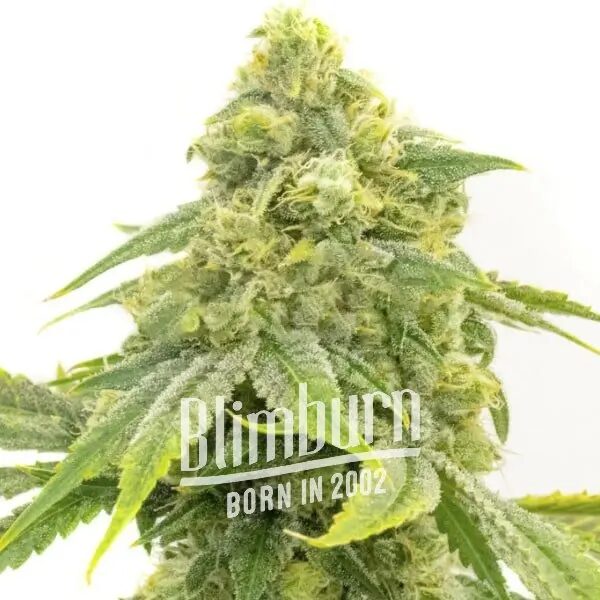 Alien OG Fem — Blimburn Seeds