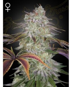 AlienZ Fem — Green House