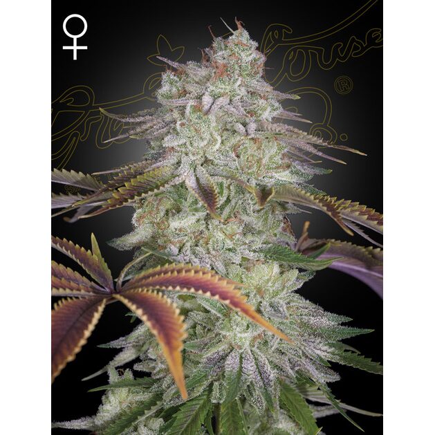 AlienZ Fem — Green House