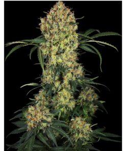 Aloha OG Fem — Sensi Seeds