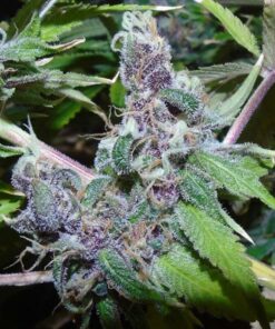 American Beauty Fem. — Dr Underground