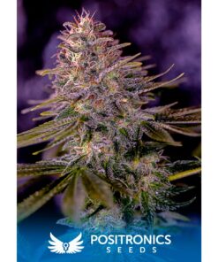 American Purple Fem — Positronics