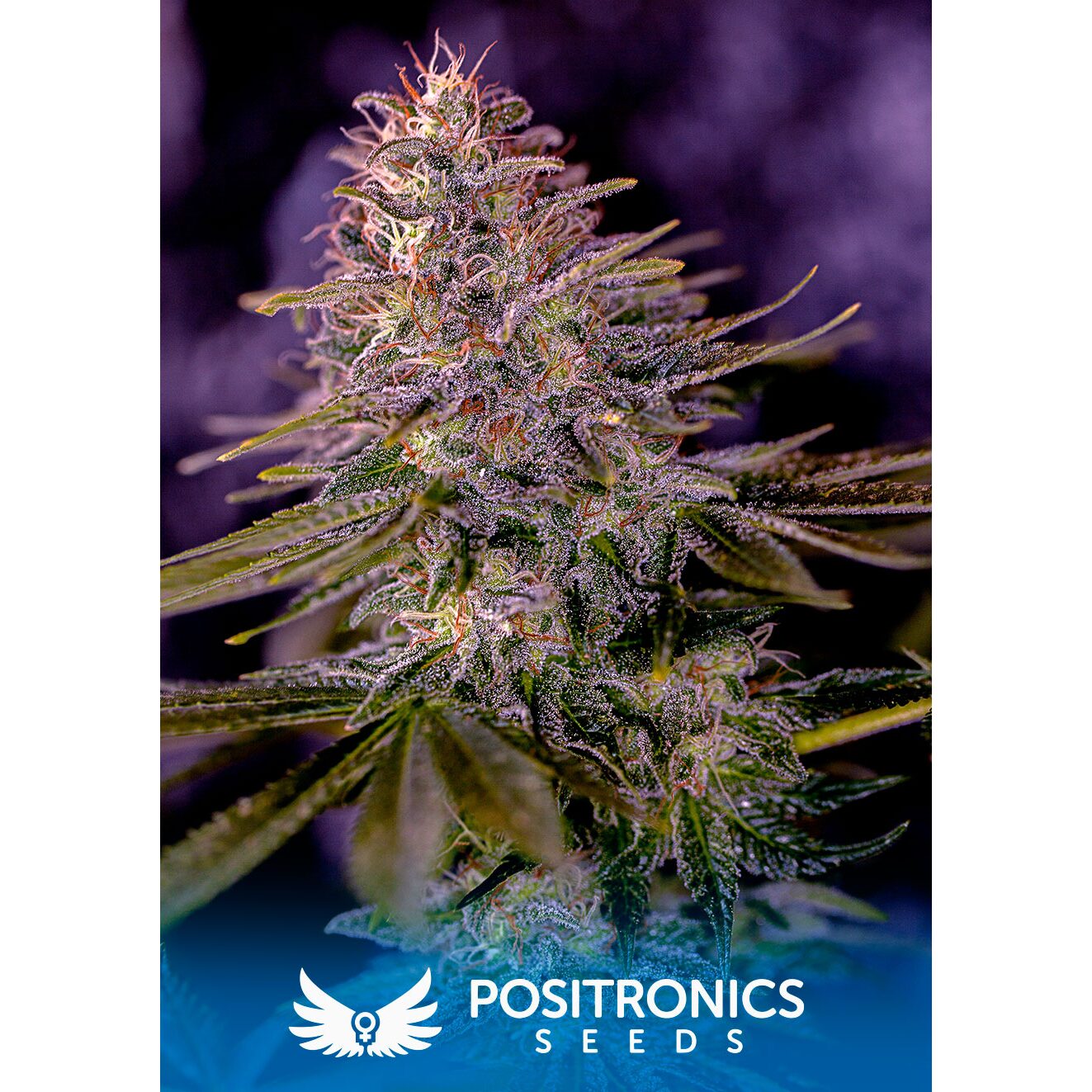 American Purple Fem — Positronics