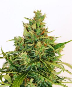 Amnesi-K Lemon Fem — Kannabia Seeds
