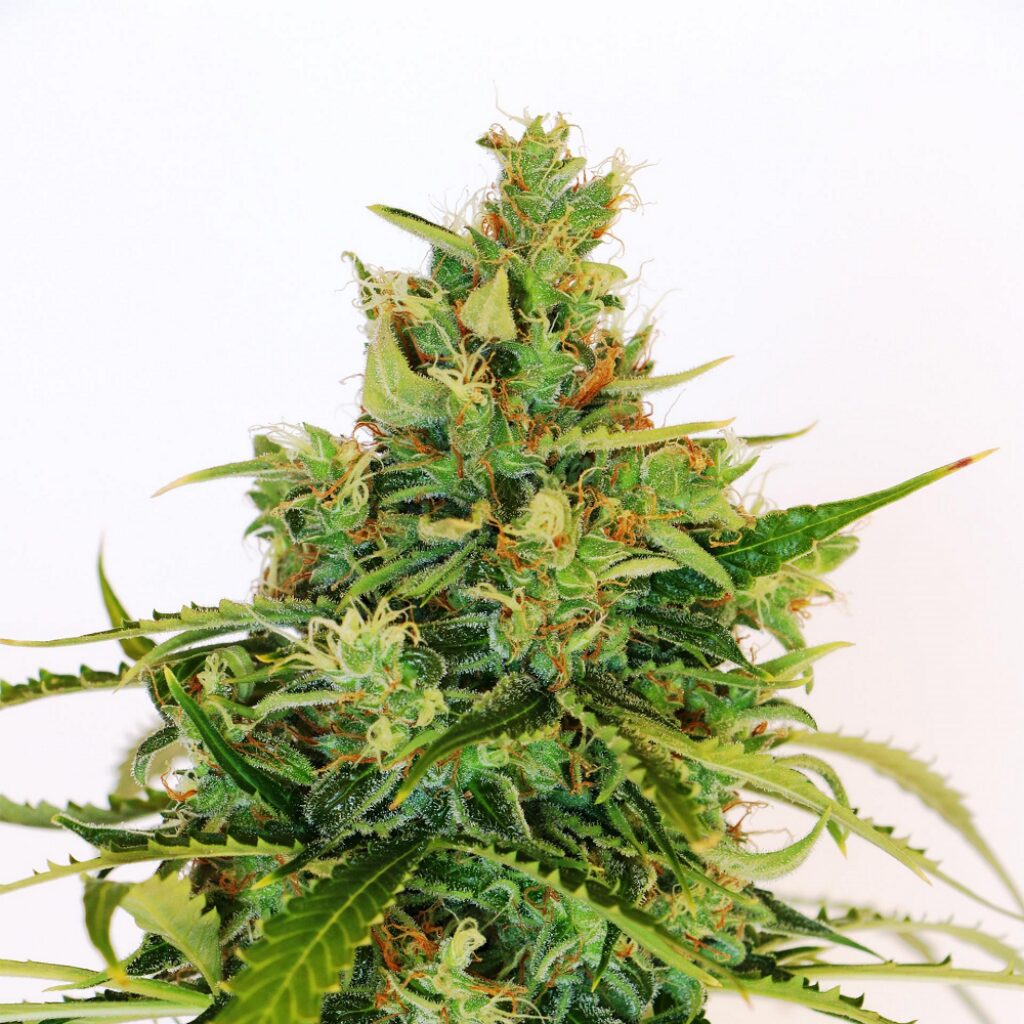 Amnesi-K Lemon Fem — Kannabia Seeds