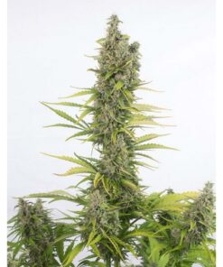 Amnesia Auto CBD — Dinafem