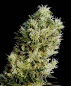 Amnesia Bilbo Auto — Genehtik