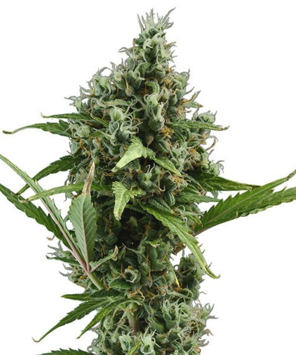 Amnesia Fem — Cbd Seeds