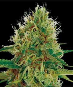 Amnesia Fem — Exclusive Seeds