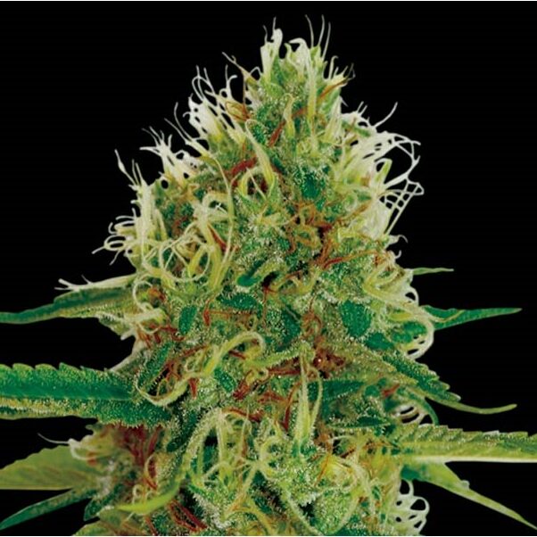 Amnesia Fem — Exclusive Seeds