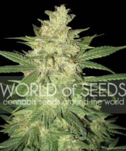 Amnesia Fem — World of Seed