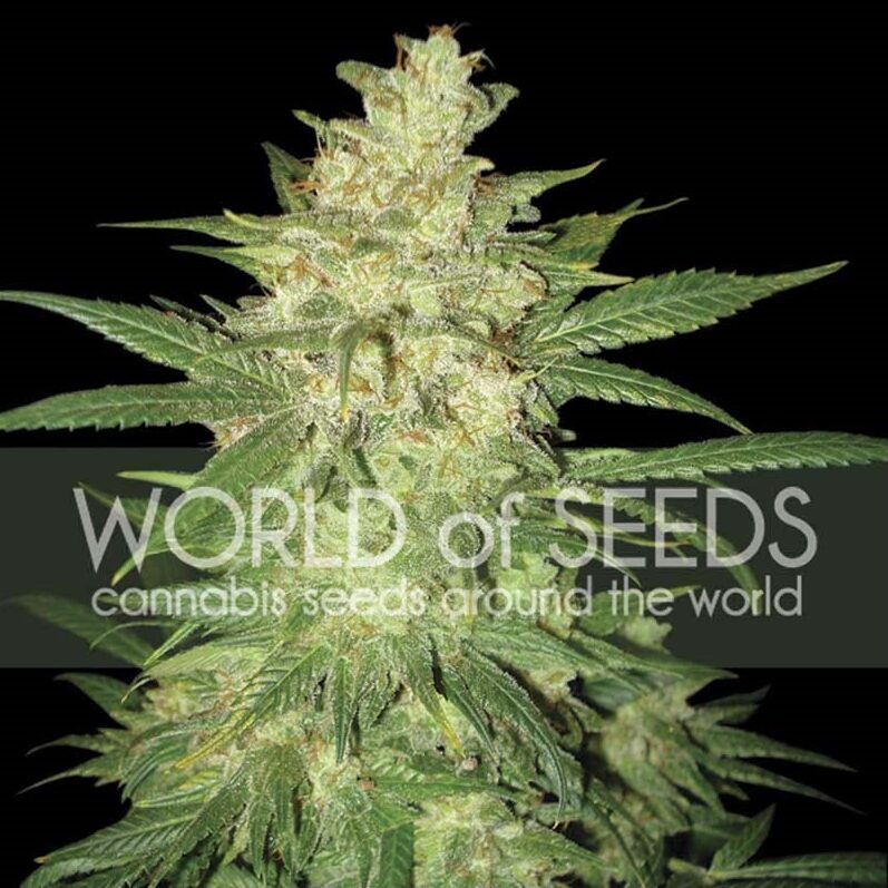 Amnesia Fem — World of Seed