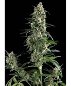 Amnesia Gold — Pyramid Seeds