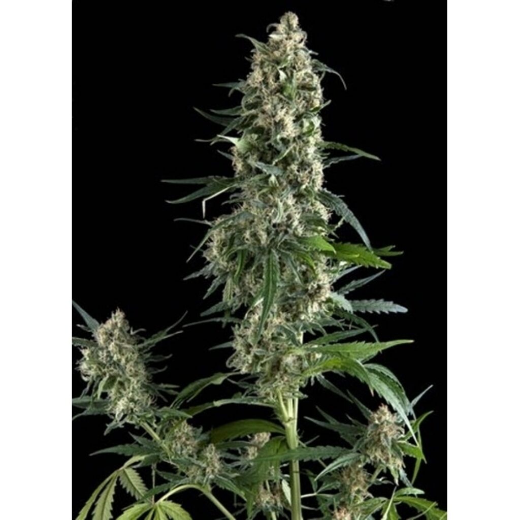 Amnesia Gold — Pyramid Seeds