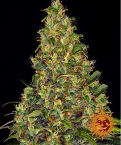 Amnesia Haze Auto — Barney's Farm