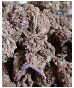 Amnesia Haze Reg. — Soma Seeds