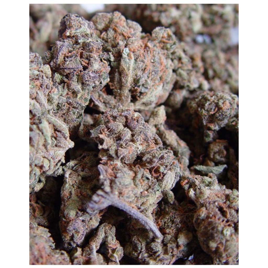 Amnesia Haze Reg. — Soma Seeds Amnesia Haze Reg. — Soma Seeds