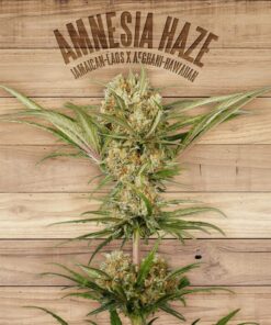 Amnesia Haze — The Plant