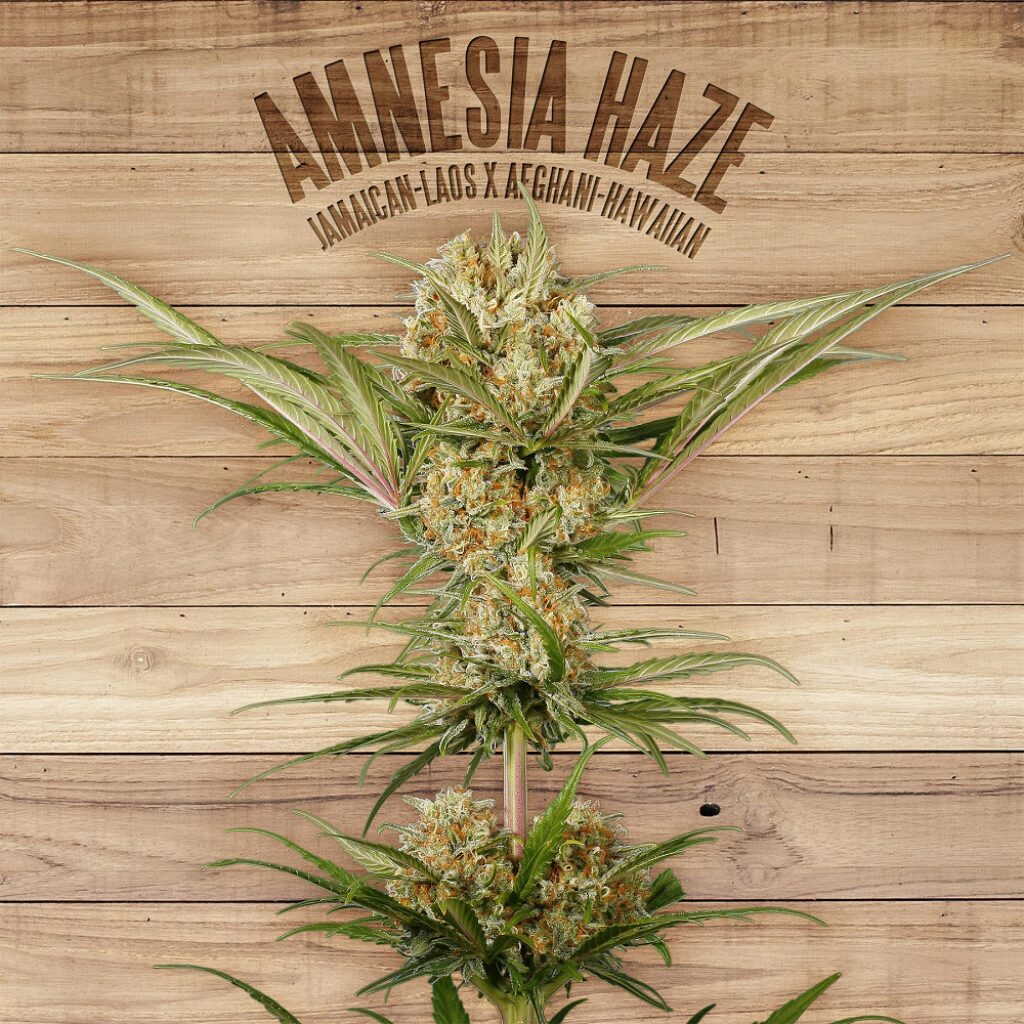 Amnesia Haze — The Plant Amnesia Haze — The Plant