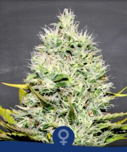 Amnesia Hot Fem — La Semilla Automática