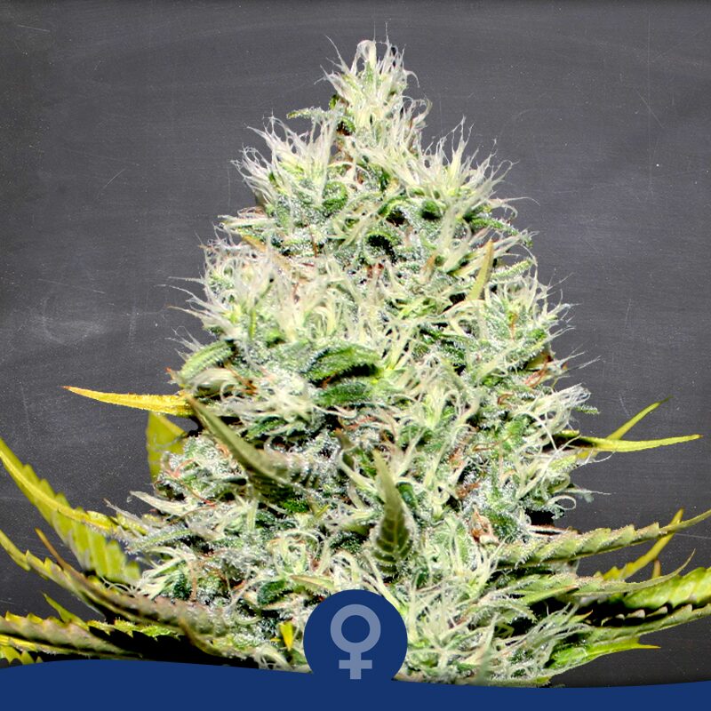Amnesia Hot Fem — La Semilla Automática