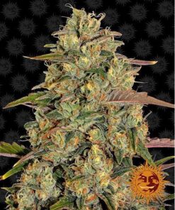 Amnesia Lemon Fem — Barney's Farm