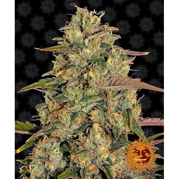 Amnesia Lemon Fem — Barney's Farm