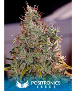 Amnesia Mistery Fem — Positronics