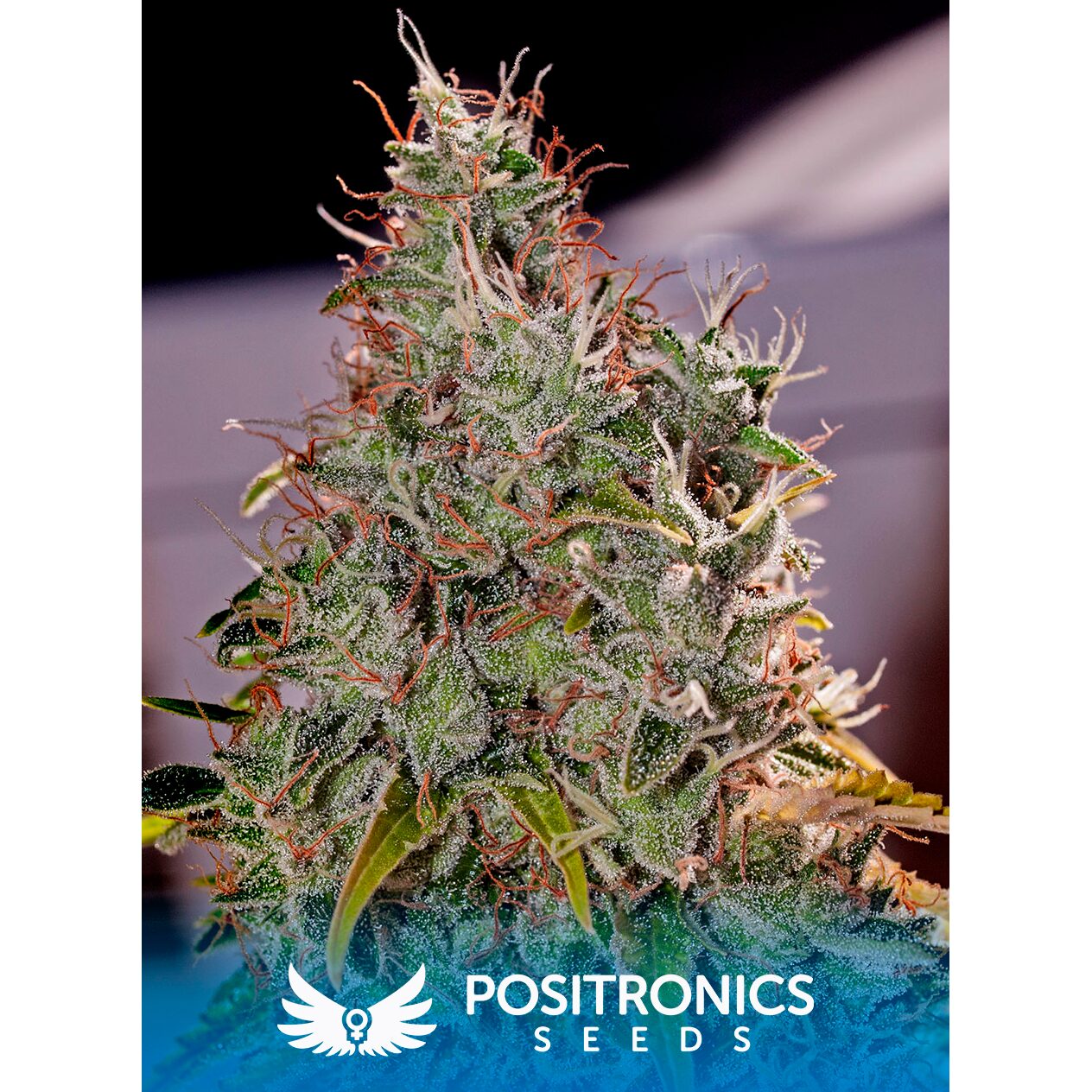 Amnesia Mistery Fem — Positronics