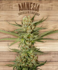 Amnesia — The Plant