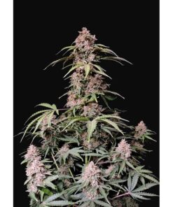Amnesia Zkittlez Auto — FastBuds Seeds