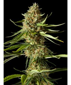 Amnesika 2.0 Fem — Philosopher Seeds