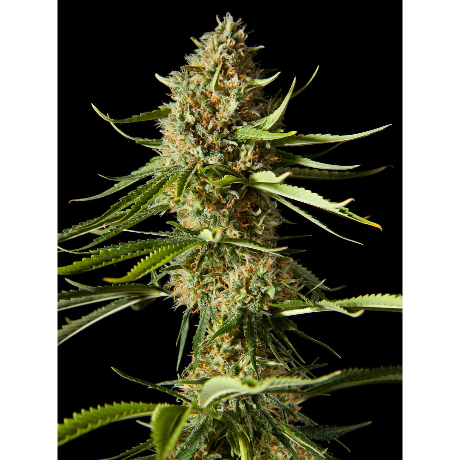 Amnesika 2.0 Fem — Philosopher Seeds