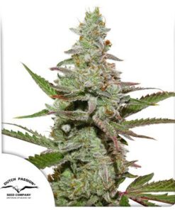 Amsterdam Amnesia Fem — Dutch Passion