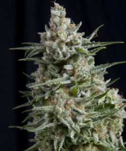 Anesthesia — Pyramid Seeds
