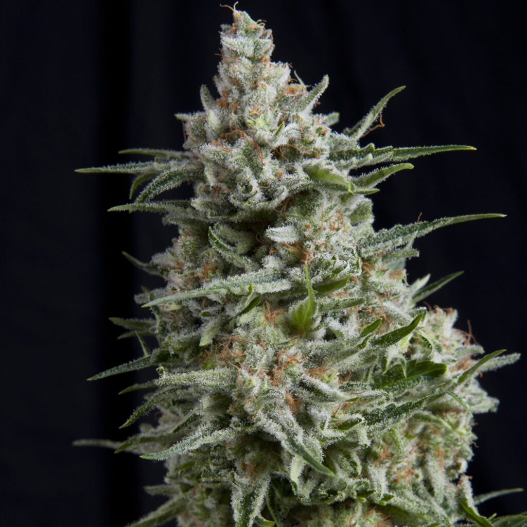 Anesthesia — Pyramid Seeds Anesthesia — Pyramid Seeds
