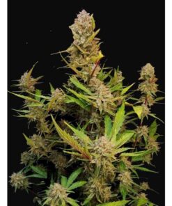 Apricot Auto — FastBuds Seeds