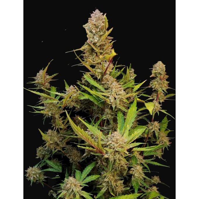 Apricot Auto — FastBuds Seeds Apricot Auto — FastBuds Seeds