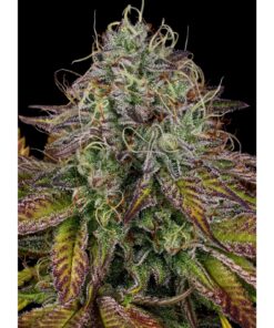 Apricot Candy — Paradise Seeds
