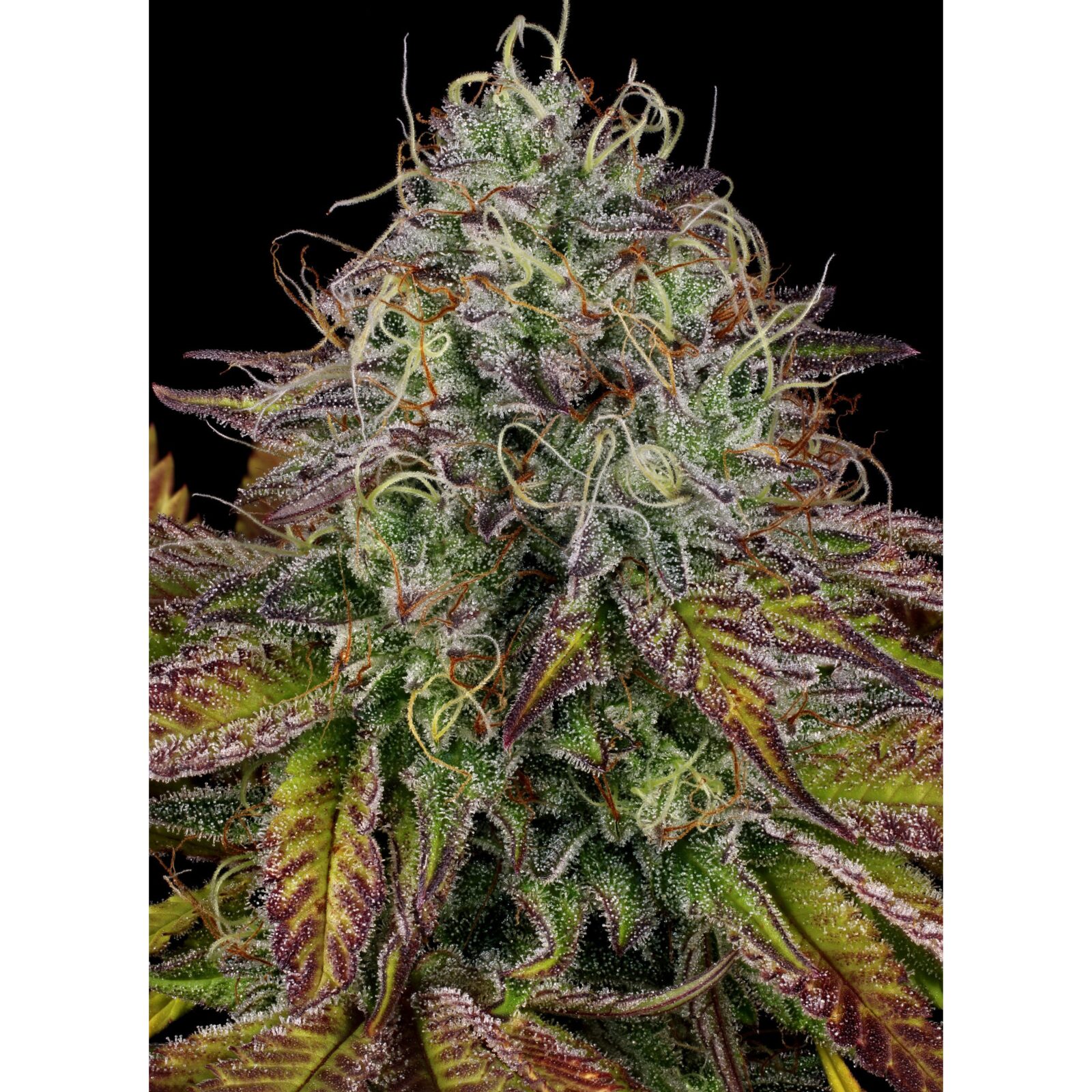 Apricot Candy — Paradise Seeds