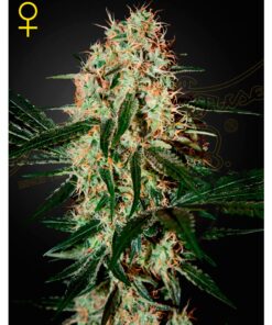 Arjan´S Haze 3 Fem — Green House