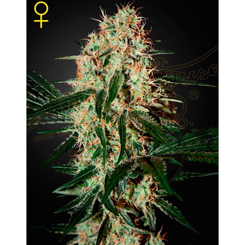 Arjan´S Haze 3 Fem — Green House