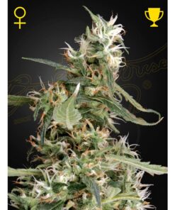 Arjan's Ultra Haze #1 Fem — Green House