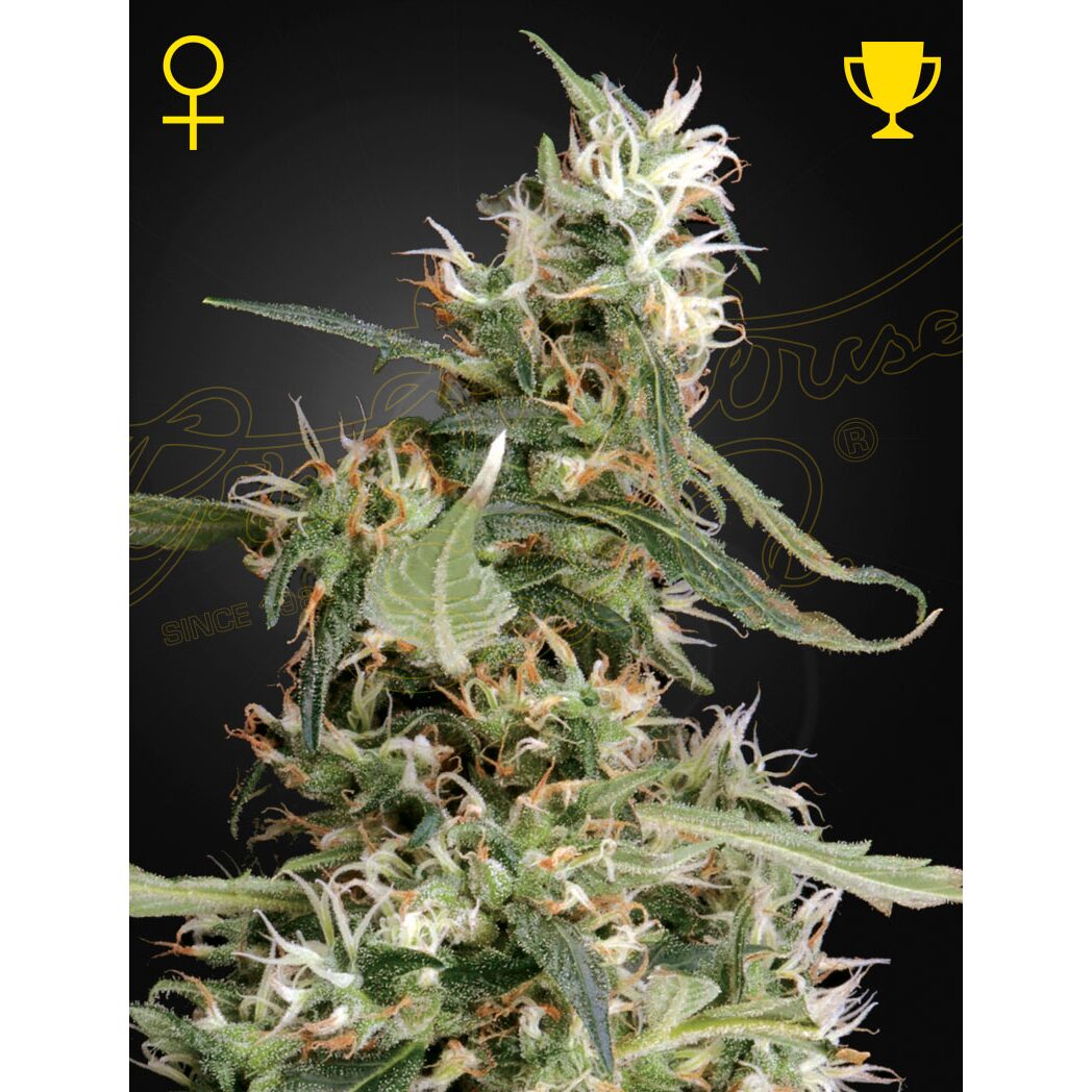 Arjan's Ultra Haze #1 Fem — Green House