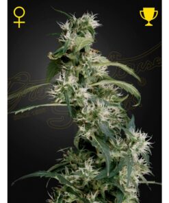 Arjan´S Ultra Haze 2 Fem — Green House