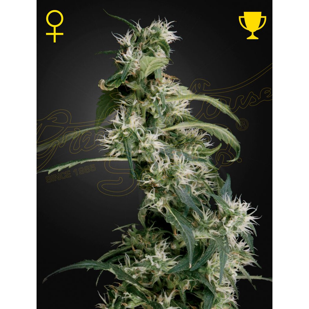 Arjan´S Ultra Haze 2 Fem — Green House Arjan´S Ultra Haze 2 Fem — Green House