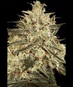 Atomical Haze Fem — Paradise Seeds