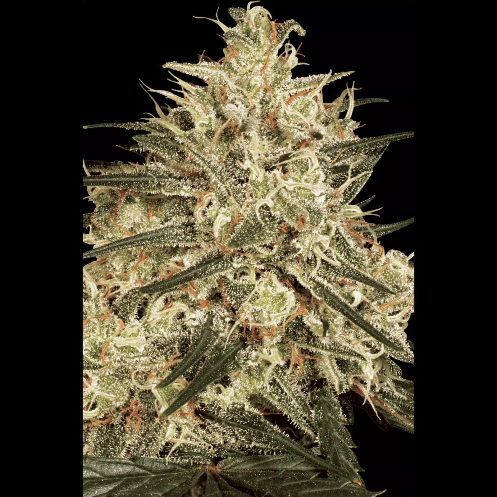 Atomical Haze Fem — Paradise Seeds