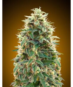 Auto 00 Cheese — 00 Seeds