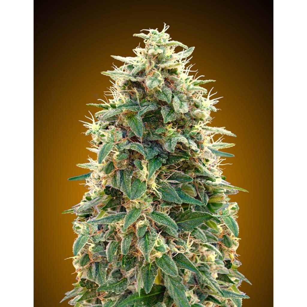 Auto 00 Cheese — 00 Seeds